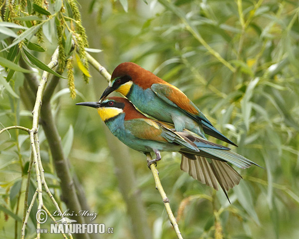 Včelárik zlatý (Merops apiaster)