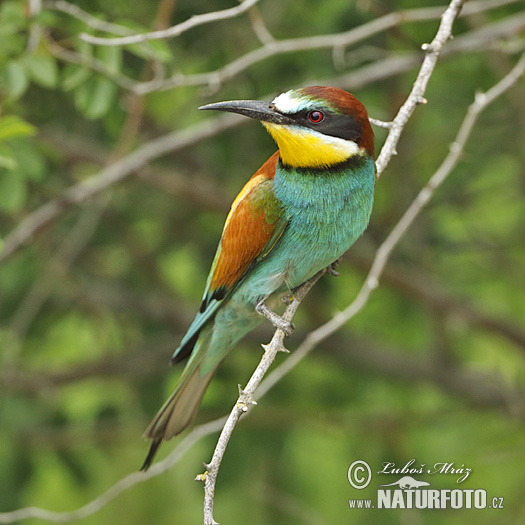 Včelárik zlatý (Merops apiaster)