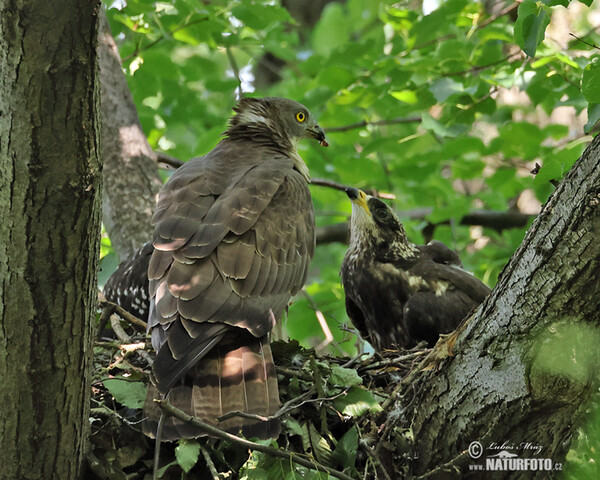 Včelojed lesní (Pernis apivorus)