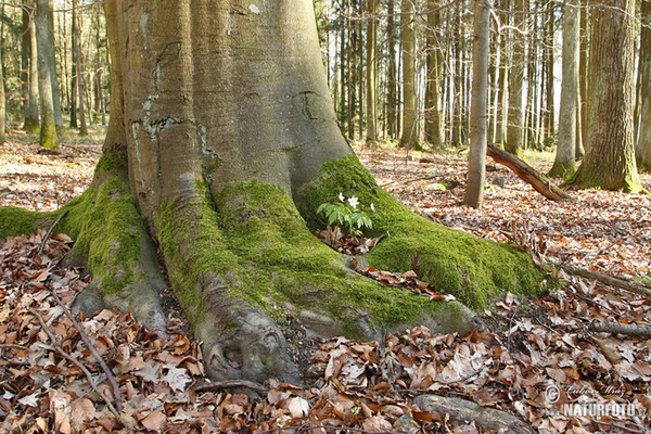 Veternica hájna (Anemone nemorosa)