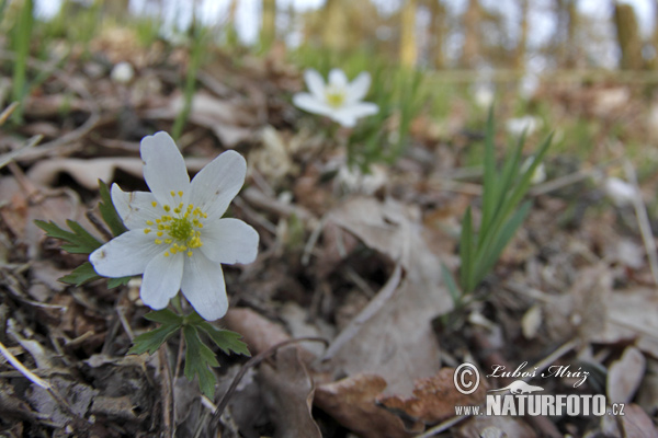 Veternica hájna (Anemone nemorosa)