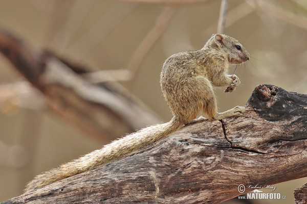 Veverka bušová (Paraxerus cepapi)