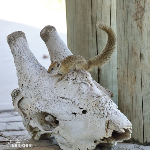 Veverka bušová (Paraxerus cepapi)