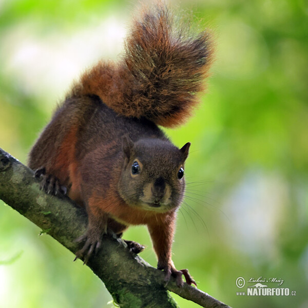 Veverka měnivá (Sciurus granatensis)