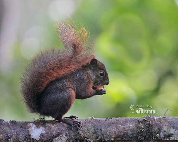 Veverka měnivá (Sciurus granatensis)