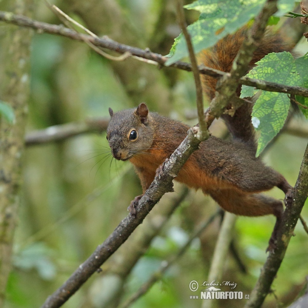 Veverka měnivá (Sciurus granatensis)