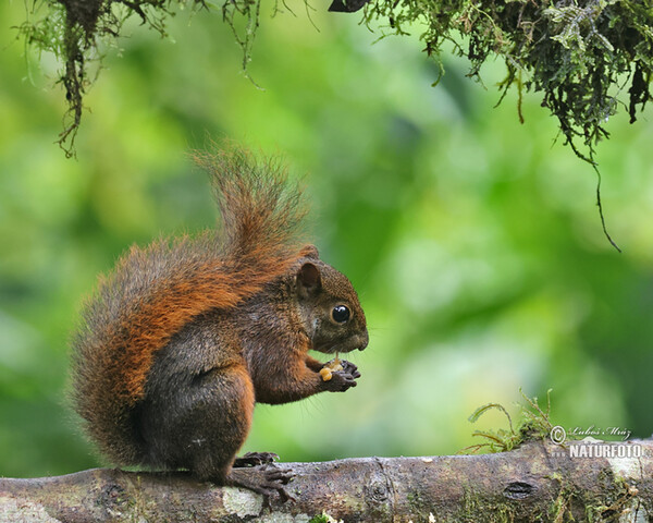 Veverka měnivá (Sciurus granatensis)