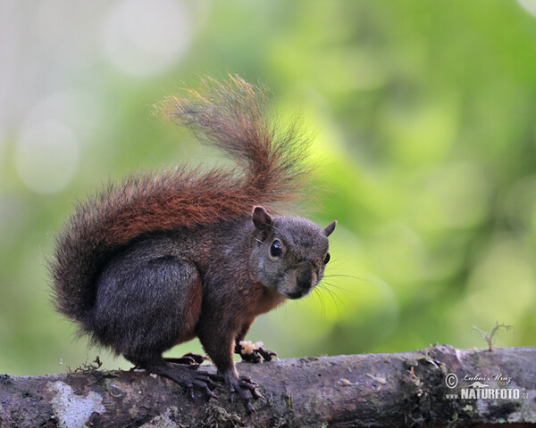 Veverka měnivá (Sciurus granatensis)