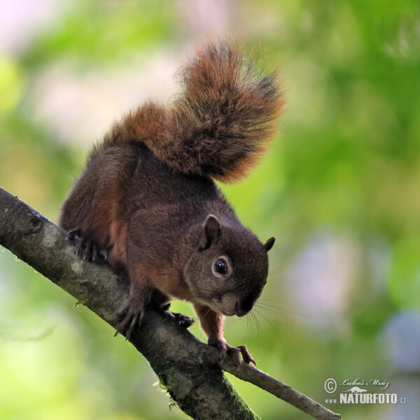 Veverka měnivá (Sciurus granatensis)