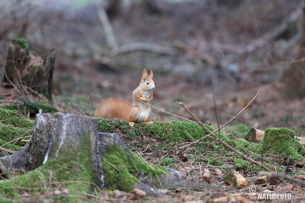 Veverka obecná (Sciurus vulgaris)