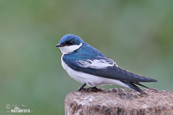 Vlaštovka bělobřichá (Tachycineta albiventer)