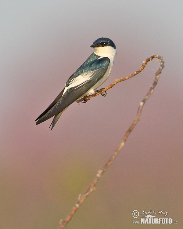 Vlaštovka bělobřichá (Tachycineta albiventer)