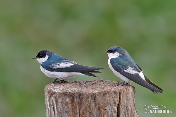 Vlaštovka bělobřichá (Tachycineta albiventer)