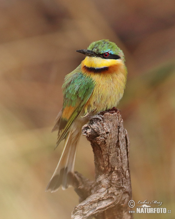 Vlha malá (Merops pusillus)