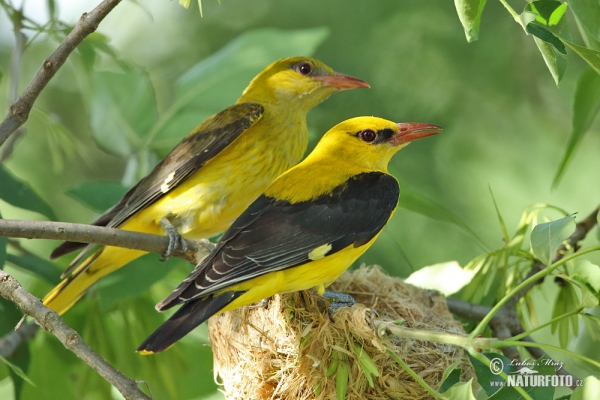 Vlha obyčajná (Oriolus oriolus)