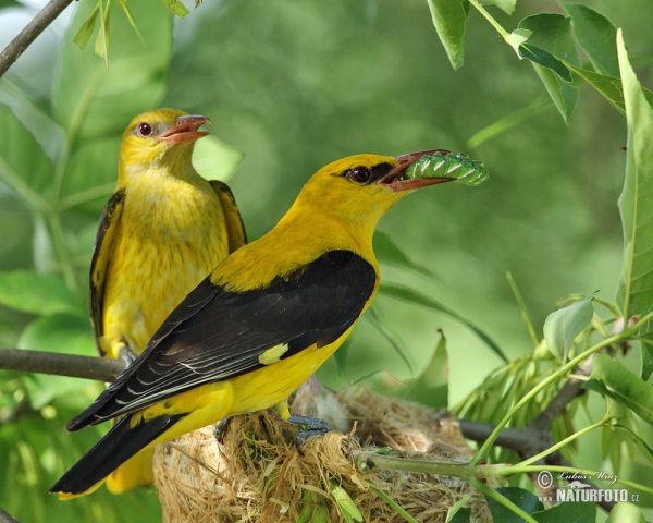 Vlha obyčajná (Oriolus oriolus)