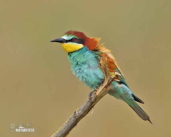 Vlha pestrá (Merops apiaster)