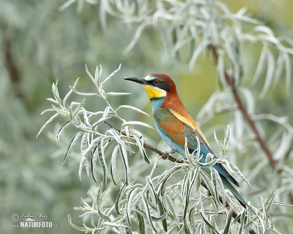 Vlha pestrá (Merops apiaster)