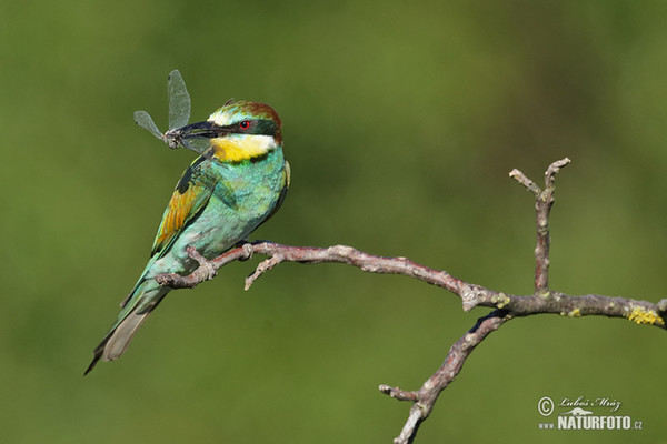 Vlha pestrá (Merops apiaster)