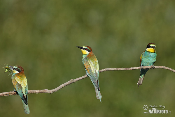 Vlha pestrá (Merops apiaster)