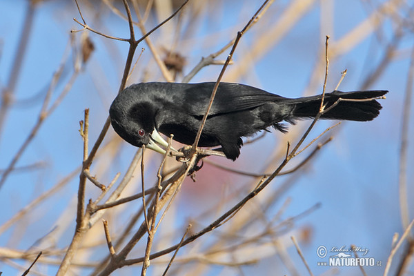 Vlhovec černý (Procacicus solitarius)