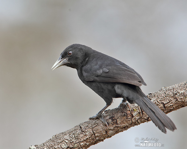 Vlhovec černý (Procacicus solitarius)