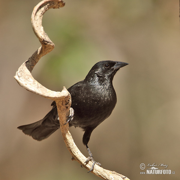 Vlhovec jednobarvý (Agelasticus cyanopus)