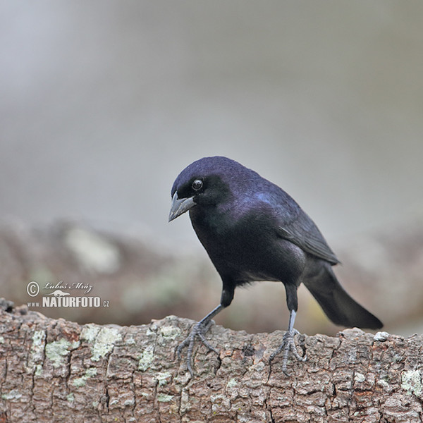 Vlhovec modrolesklý (Molothrus bonariensis)