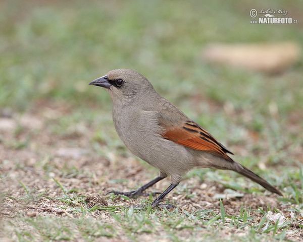 Vlhovec šedohnědý (Agelaioides badius)