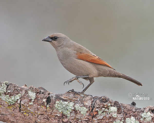 Vlhovec šedohnědý (Agelaioides badius)