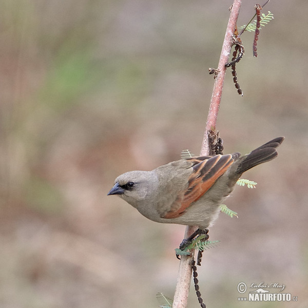 Vlhovec šedohnědý (Agelaioides badius)