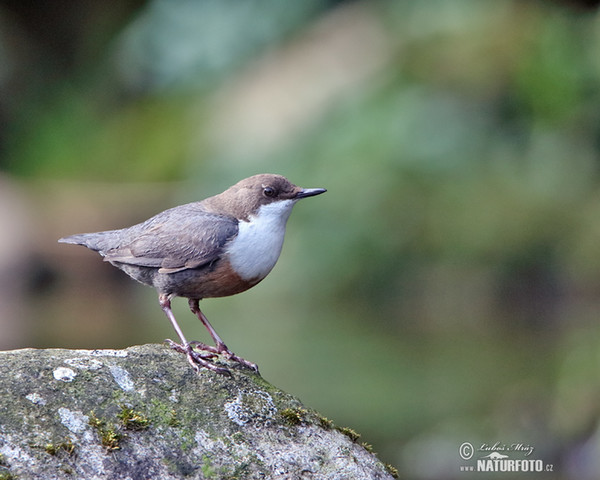 Vodnár potočný obyčajný (Cinclus cinclus)