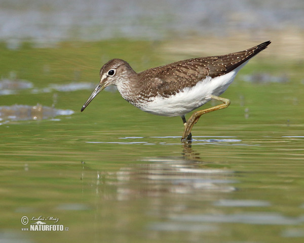 Vodouš kropenatý (Tringa ochropus)