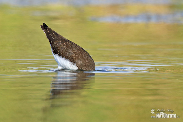 Vodouš kropenatý (Tringa ochropus)