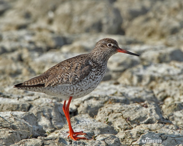 Vodouš rudonohý (Tringa totanus)