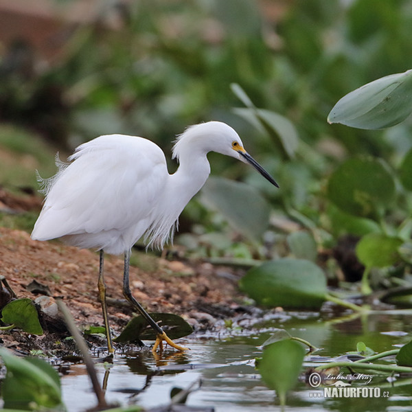 Volavka bělostná (Egretta thula)