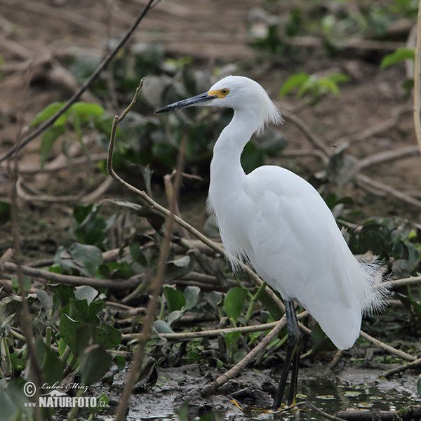 Volavka bělostná (Egretta thula)