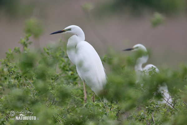 Volavka biela (Casmerodius albus)