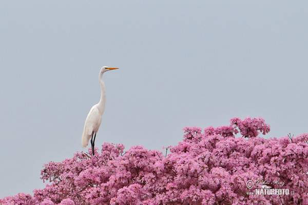 Volavka biela (Casmerodius albus)