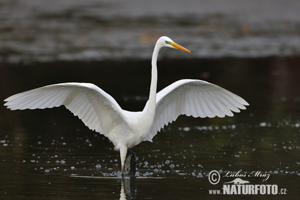 Volavka biela (Casmerodius albus)