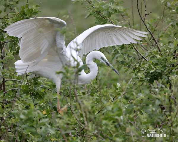 Volavka biela (Casmerodius albus)