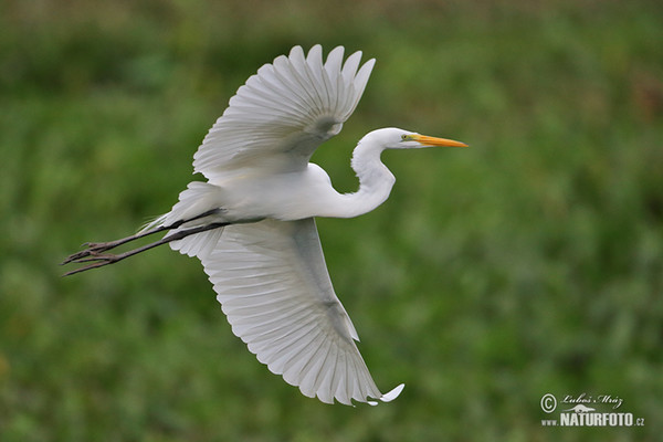 Volavka biela (Casmerodius albus)