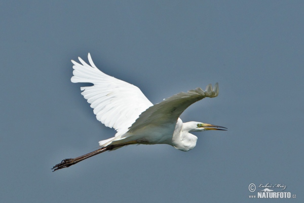 Volavka biela (Casmerodius albus)