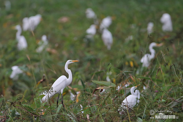 Volavka biela (Casmerodius albus)