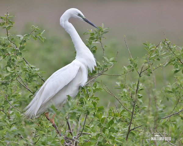 Volavka biela (Casmerodius albus)