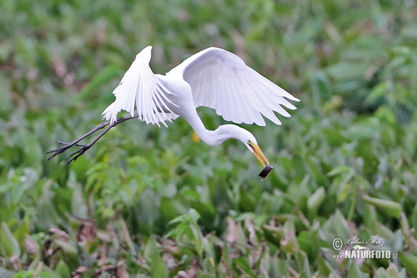 Volavka biela (Casmerodius albus)