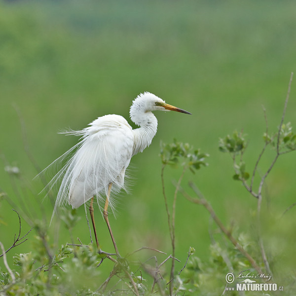 Volavka biela (Casmerodius albus)