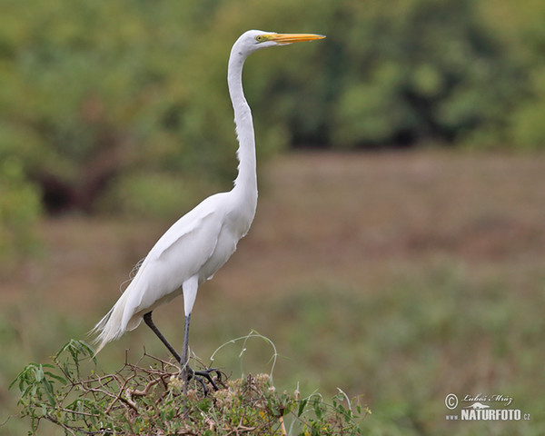 Volavka bílá (Casmerodius albus)