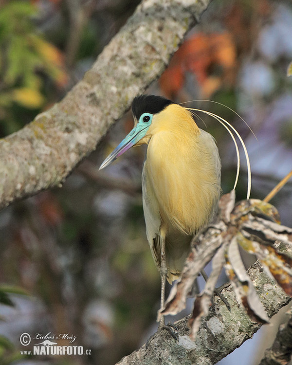 Volavka černohlavá (Pilherodius pileatus)