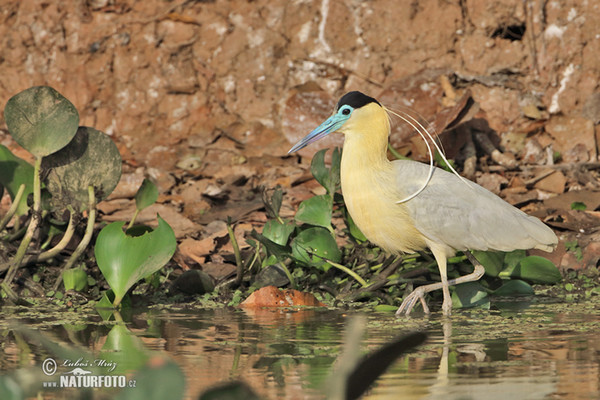 Volavka černohlavá (Pilherodius pileatus)